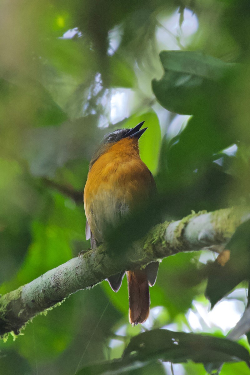 White-bellied Robin-Chat - ML215900071