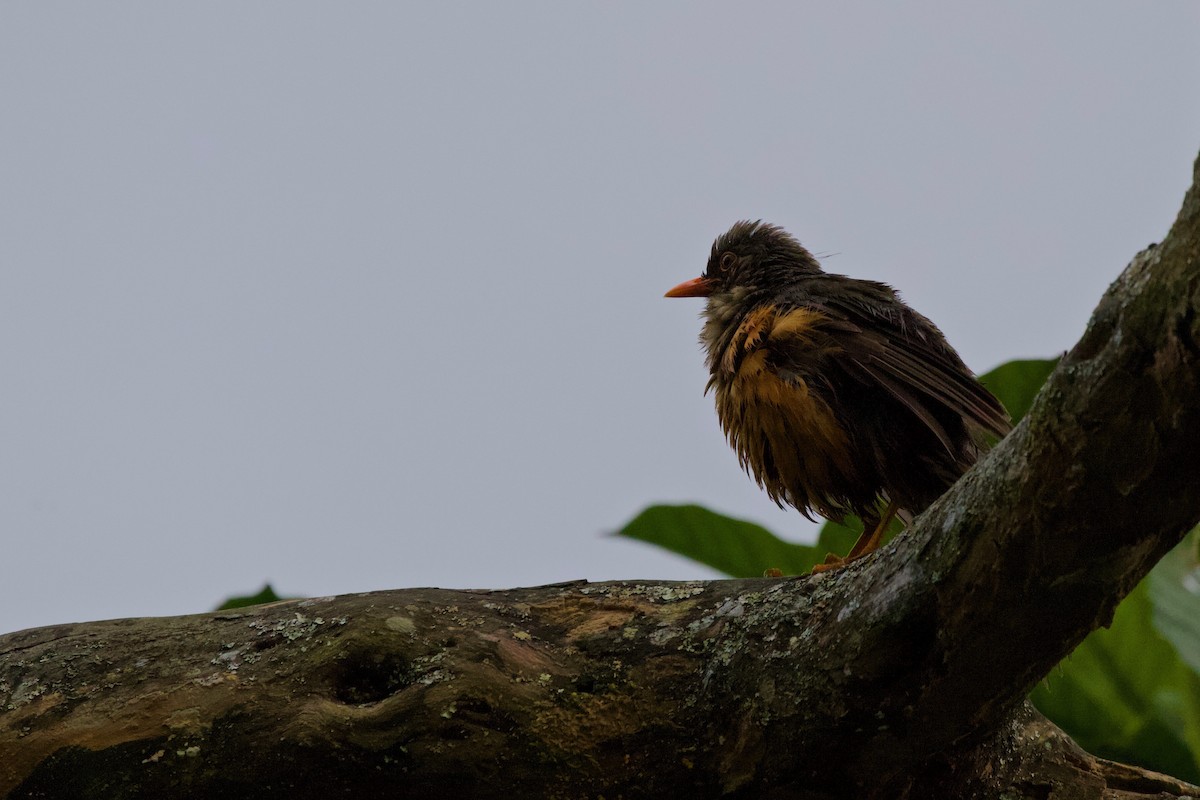 Abyssinian Thrush - ML215900101