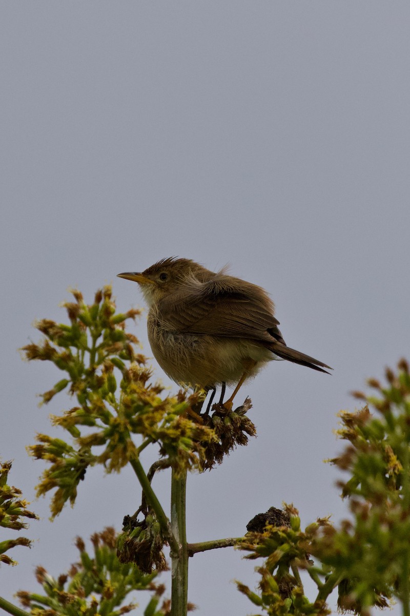 Siffling Cisticola - ML215900141