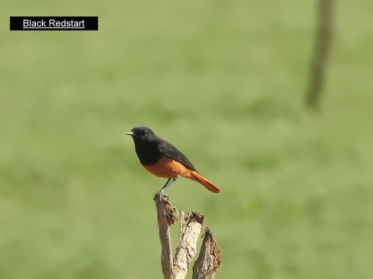 Black Redstart - ML215900211