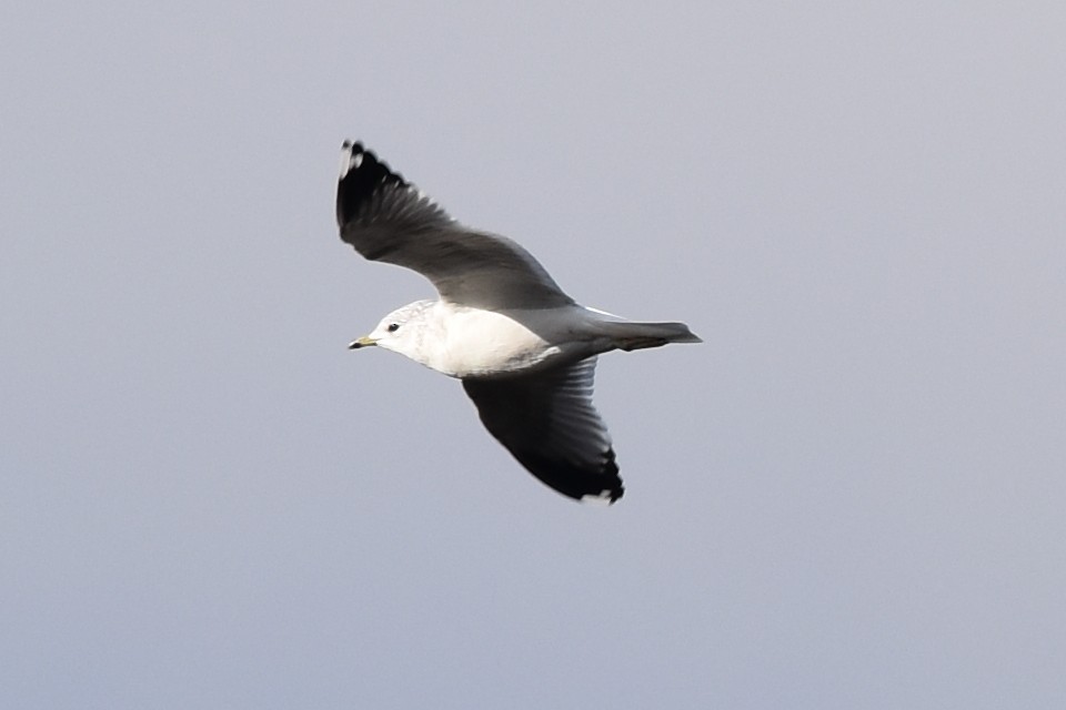 Common Gull - ML215900681