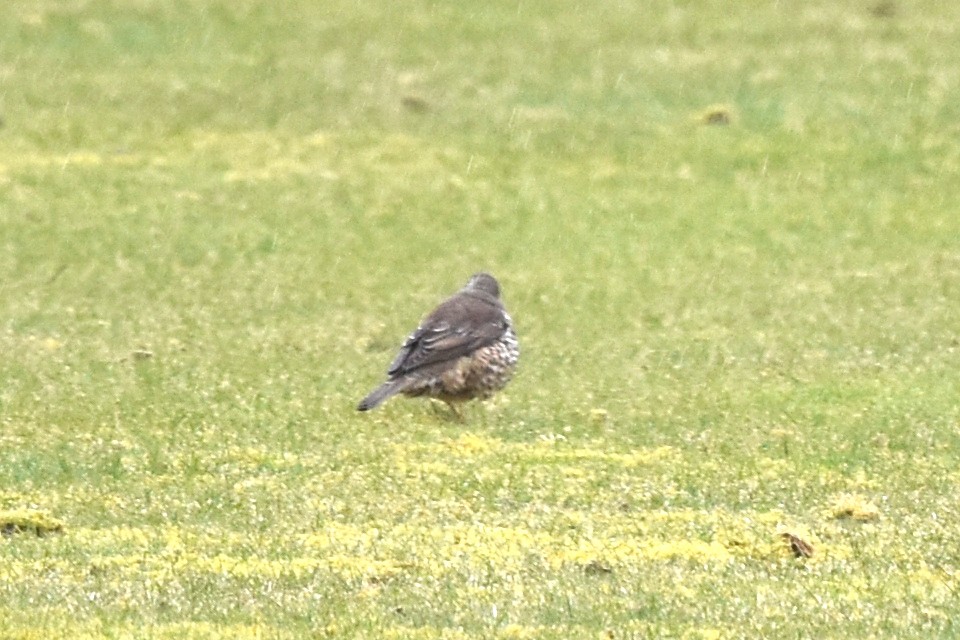 Mistle Thrush - ML215900851