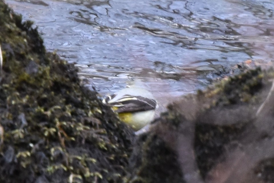 Gray Wagtail - ML215900981