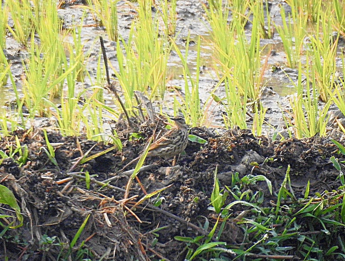 Olive-backed Pipit - ML215901331