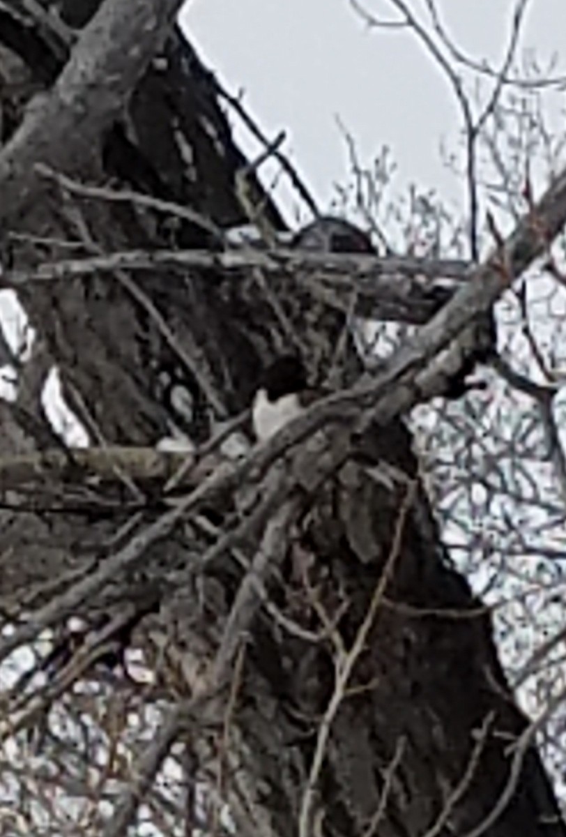 Spotted Towhee - ML215901471