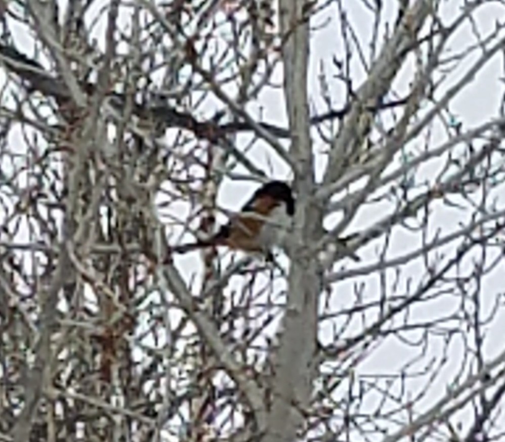 Spotted Towhee - ML215901481