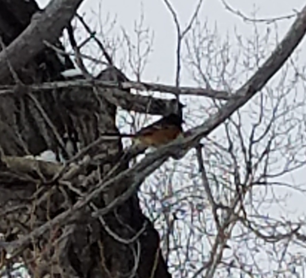 Spotted Towhee - Zachary Perry