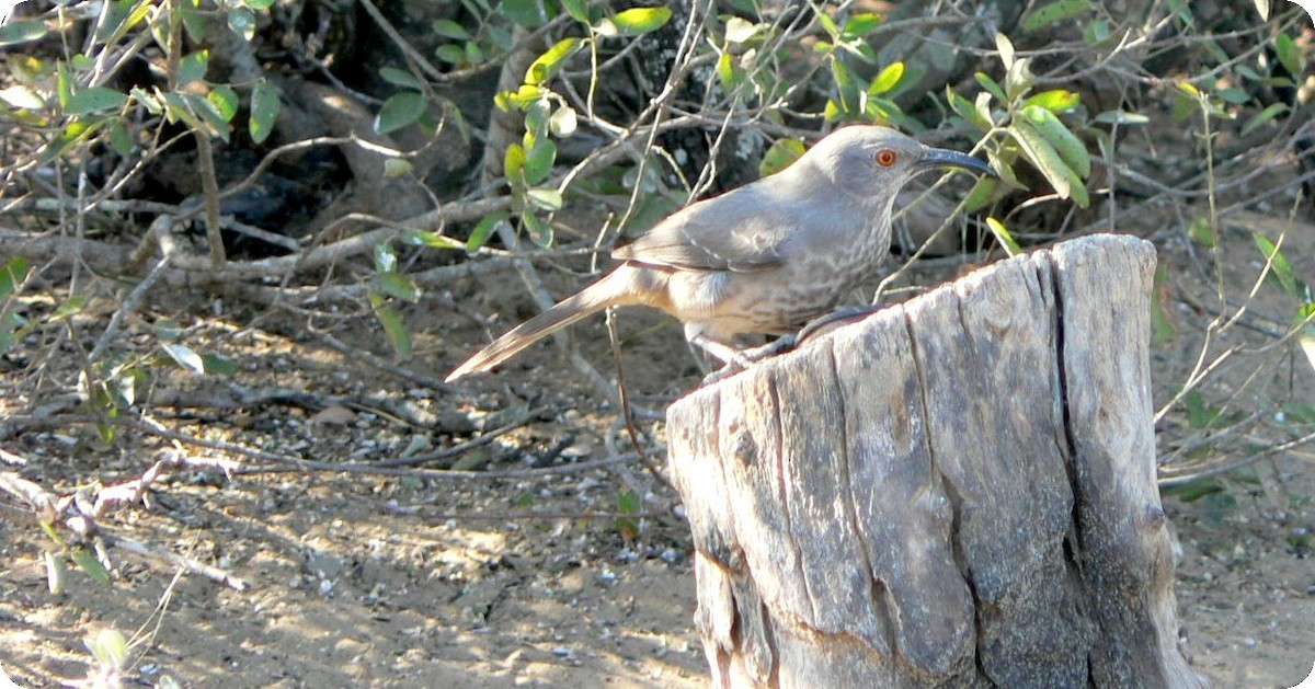 Curve-billed Thrasher - ML215901791