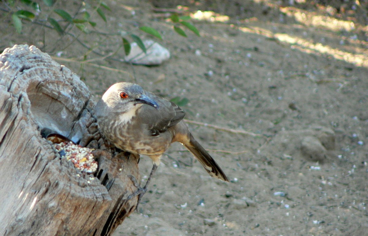 Curve-billed Thrasher - ML215901851