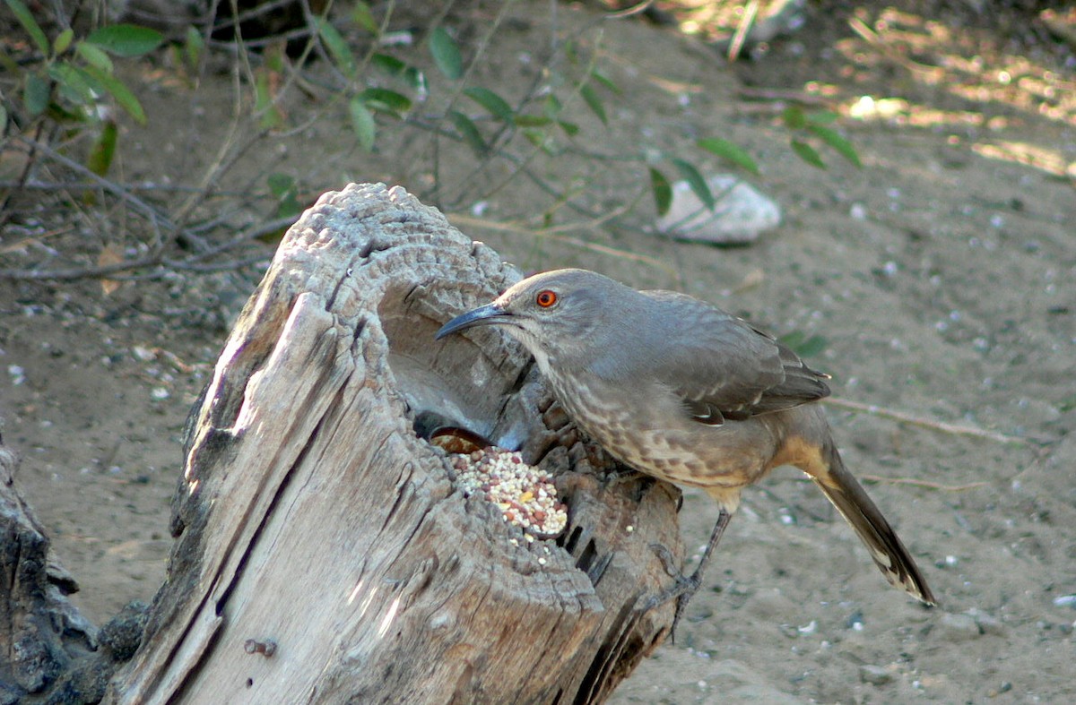 Curve-billed Thrasher - ML215901861