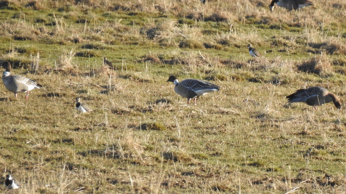 Pink-footed Goose - ML215902271