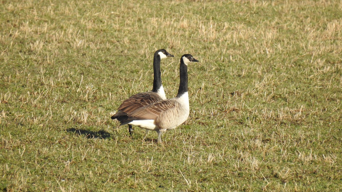 Canada Goose - ML215902341