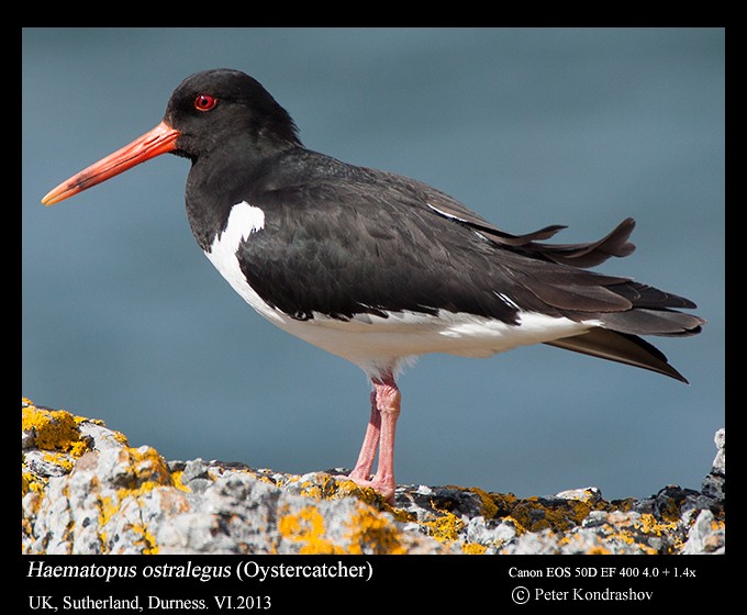 Eurasian Oystercatcher - ML215904801