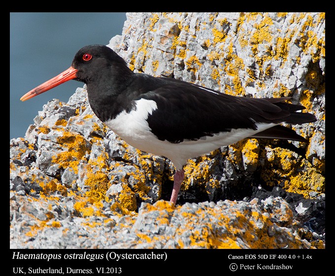 Eurasian Oystercatcher - ML215904811