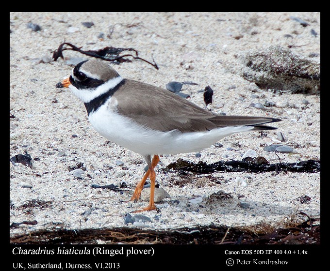 Common Ringed Plover - Peter Kondrashov