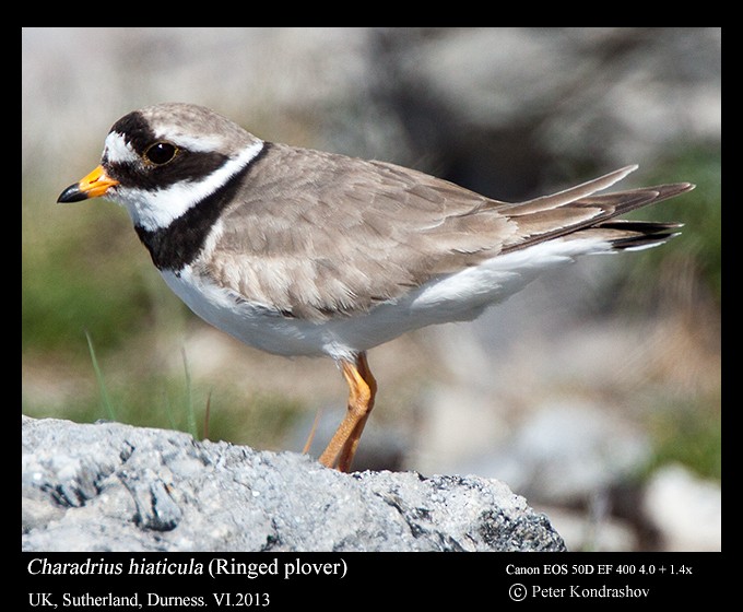 Common Ringed Plover - ML215904861