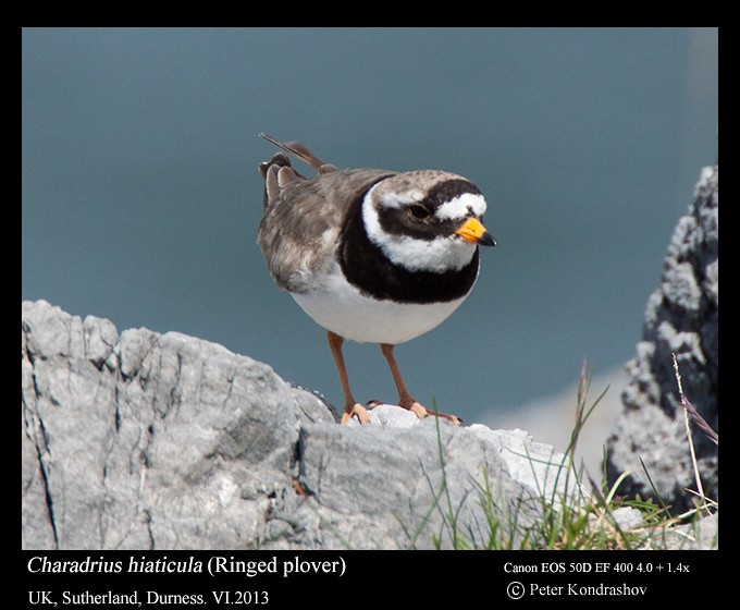 Common Ringed Plover - ML215904871