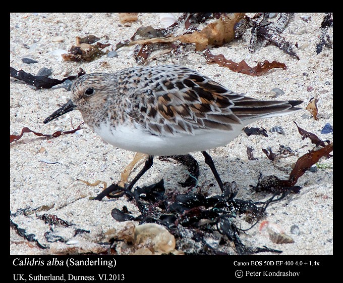 Sanderling - ML215904921