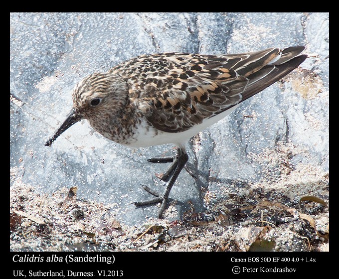 Sanderling - ML215904931