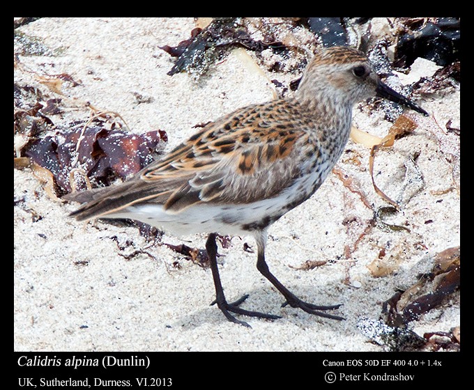Dunlin - ML215904941