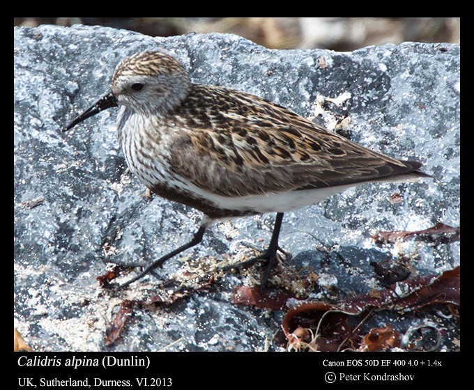 Dunlin - ML215904951