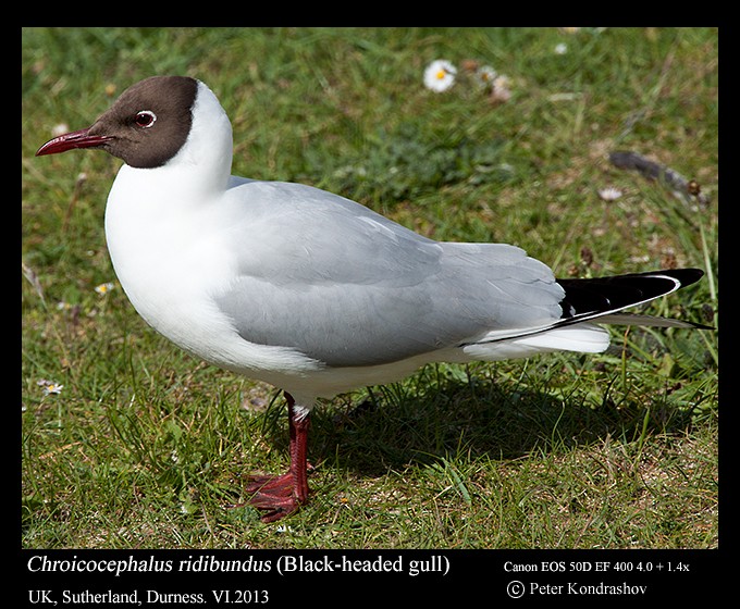 Black-headed Gull - ML215904961