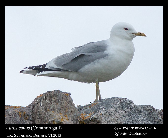 Common Gull (European) - ML215904981