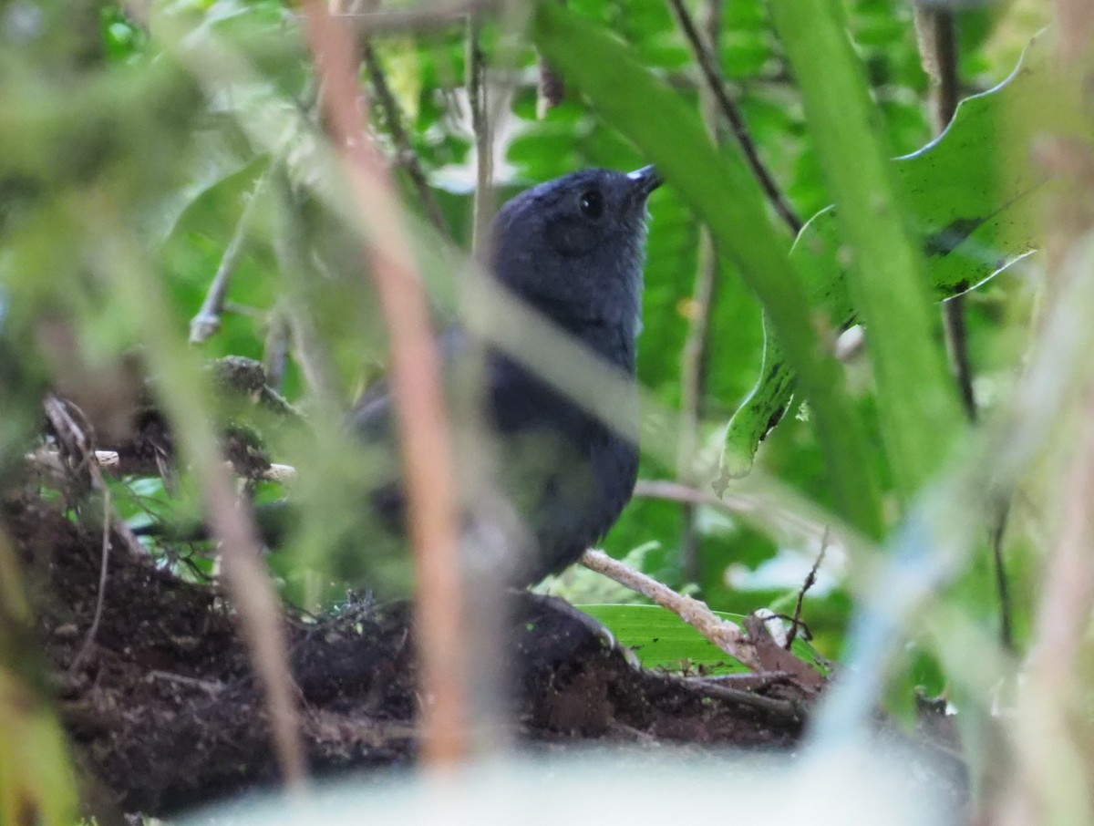 Magdalena Tapaculo - ML215905451