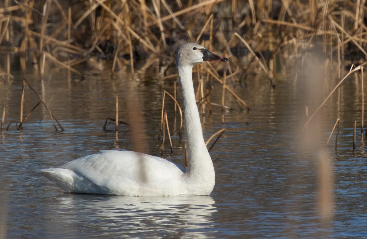 Zwergschwan (Pfeifschwan) - ML215907291