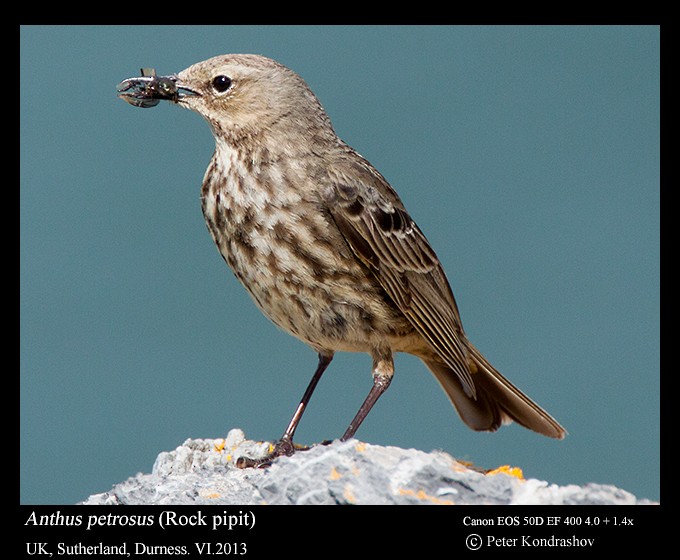 Rock Pipit (Western) - ML215907601