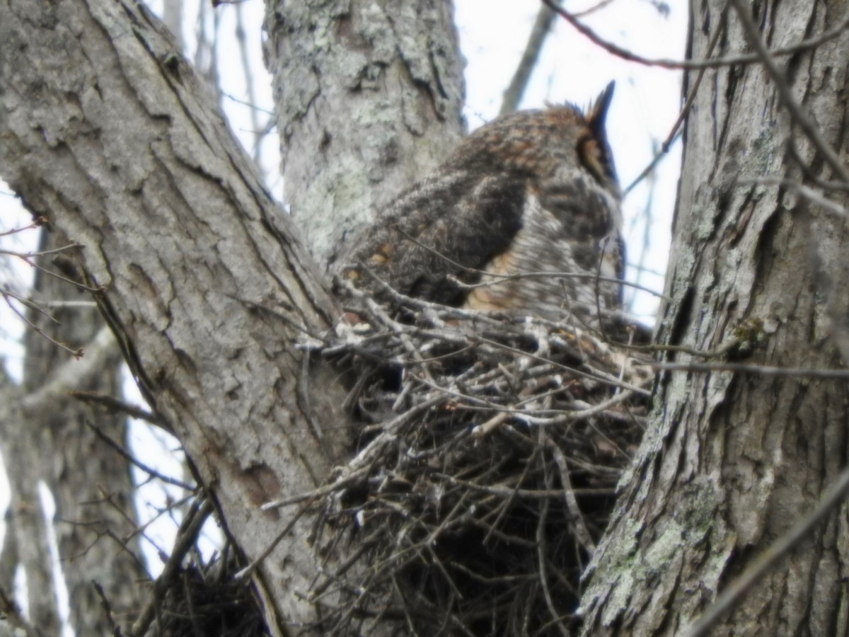 Great Horned Owl - Gary Harbour