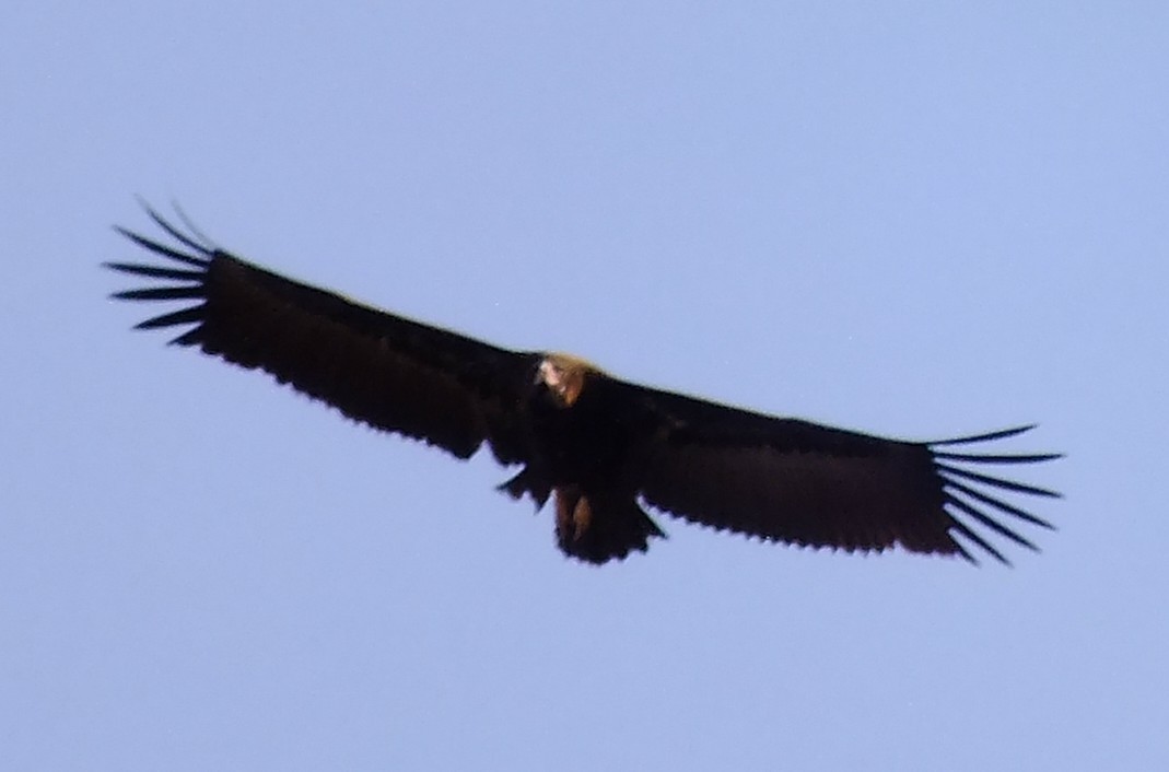 Cinereous Vulture - ML215908941