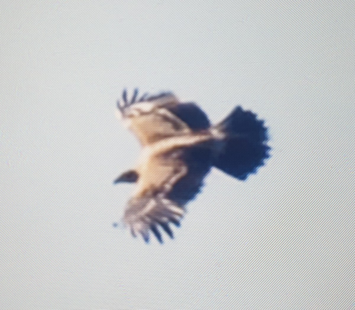 Spanish Eagle - ML215909111