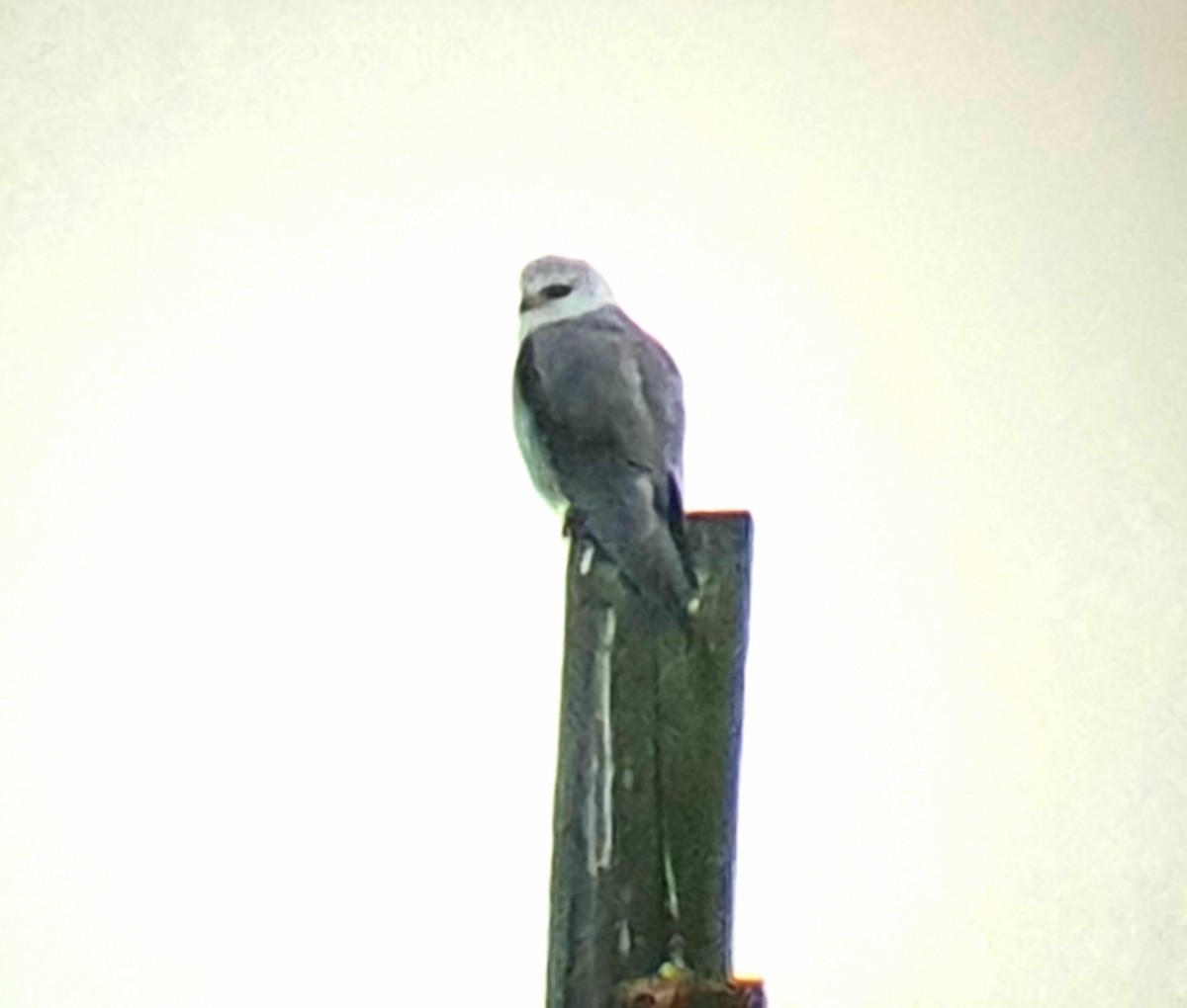 Black-winged Kite - ML215910651