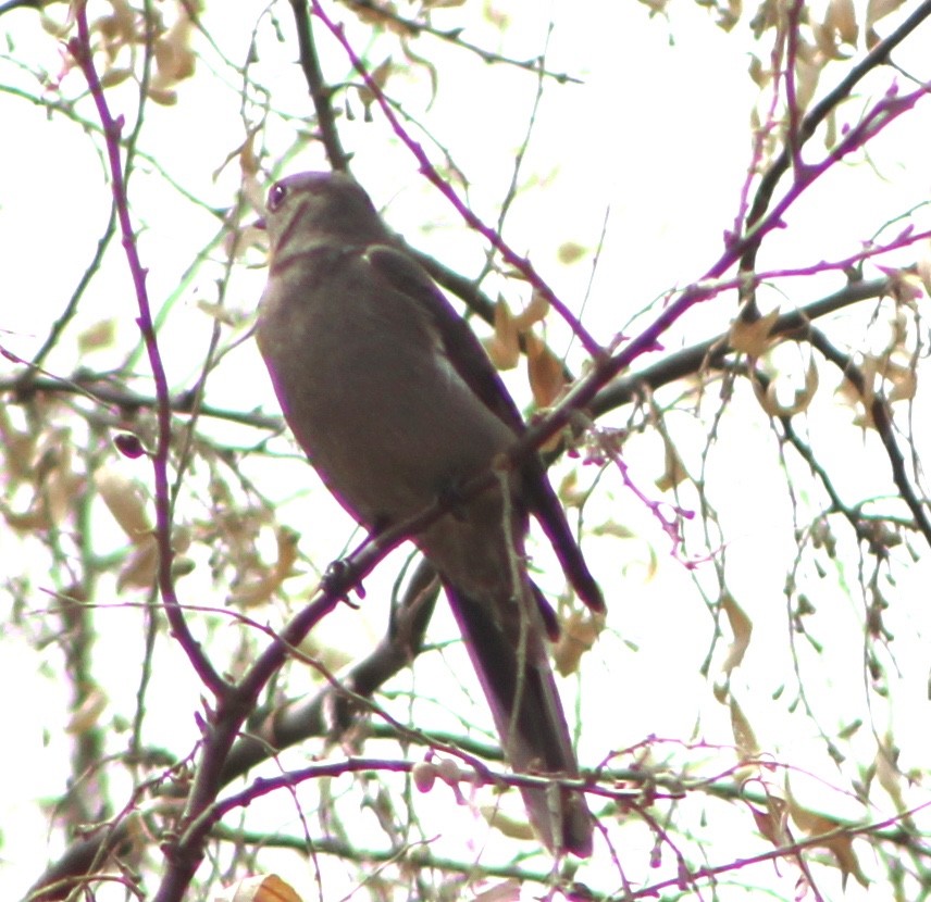 Townsend's Solitaire - ML215910871