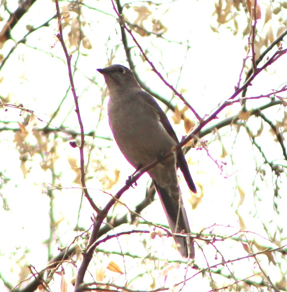 Townsend's Solitaire - ML215910881