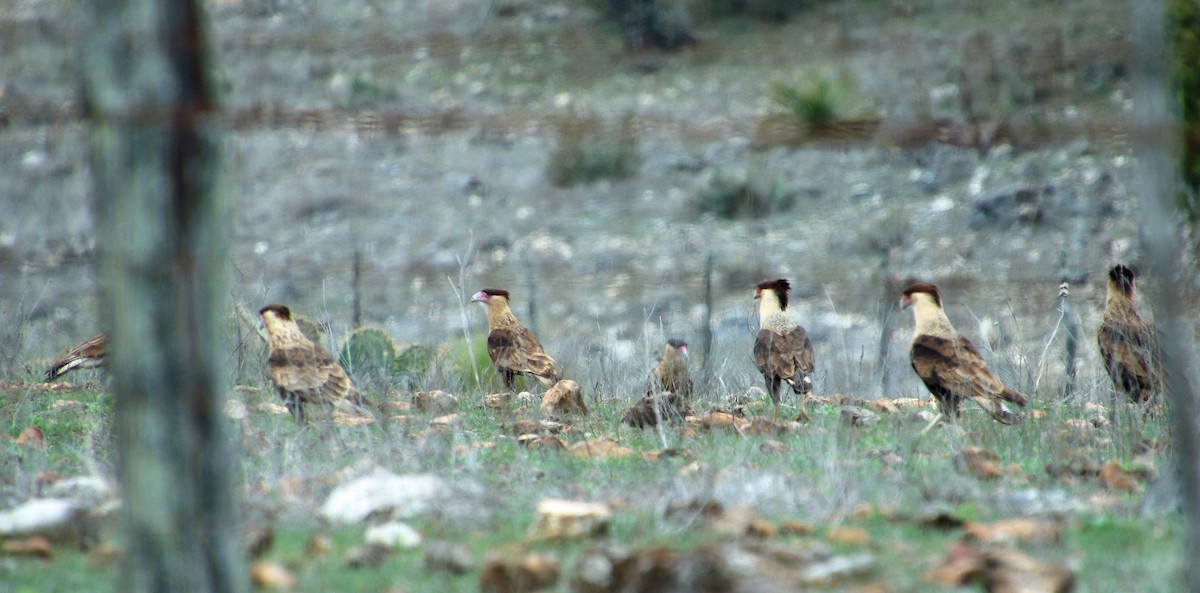 Crested Caracara (Northern) - Pat Mulligan