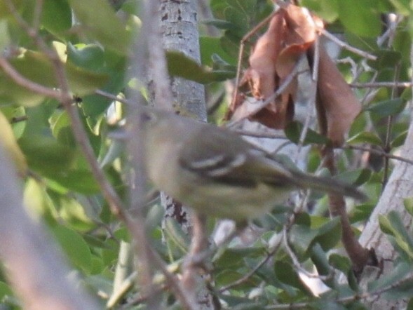 Thick-billed Vireo - ML215911271