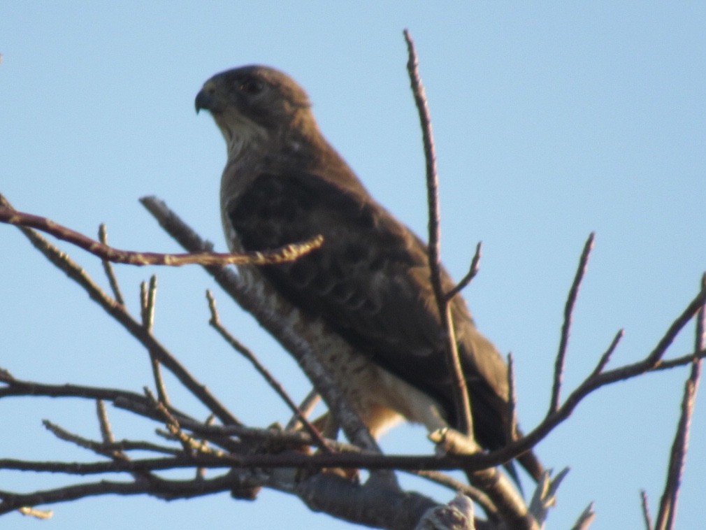 Broad-winged Hawk - ML215911291