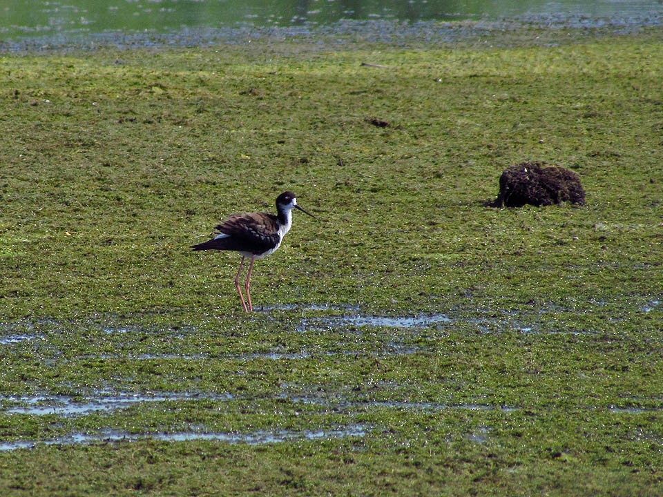 Schwarznacken-Stelzenläufer - ML21591171