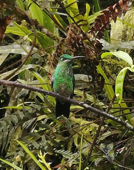 Green-crowned Brilliant - ML215915831