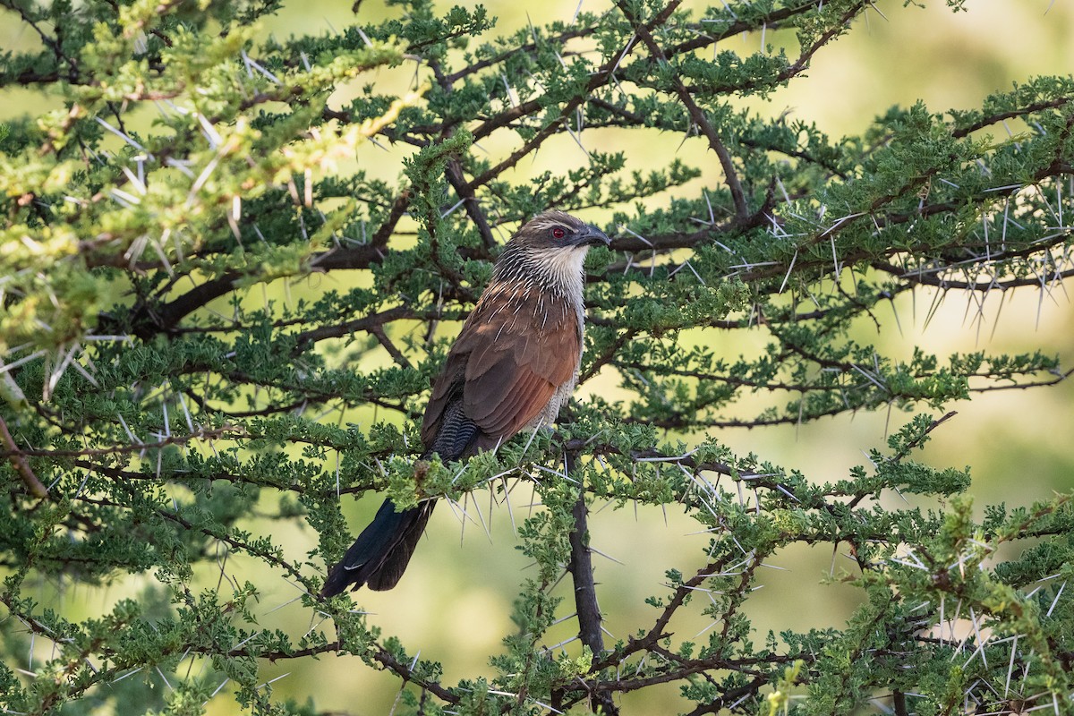 White-browed Coucal - ML215916901