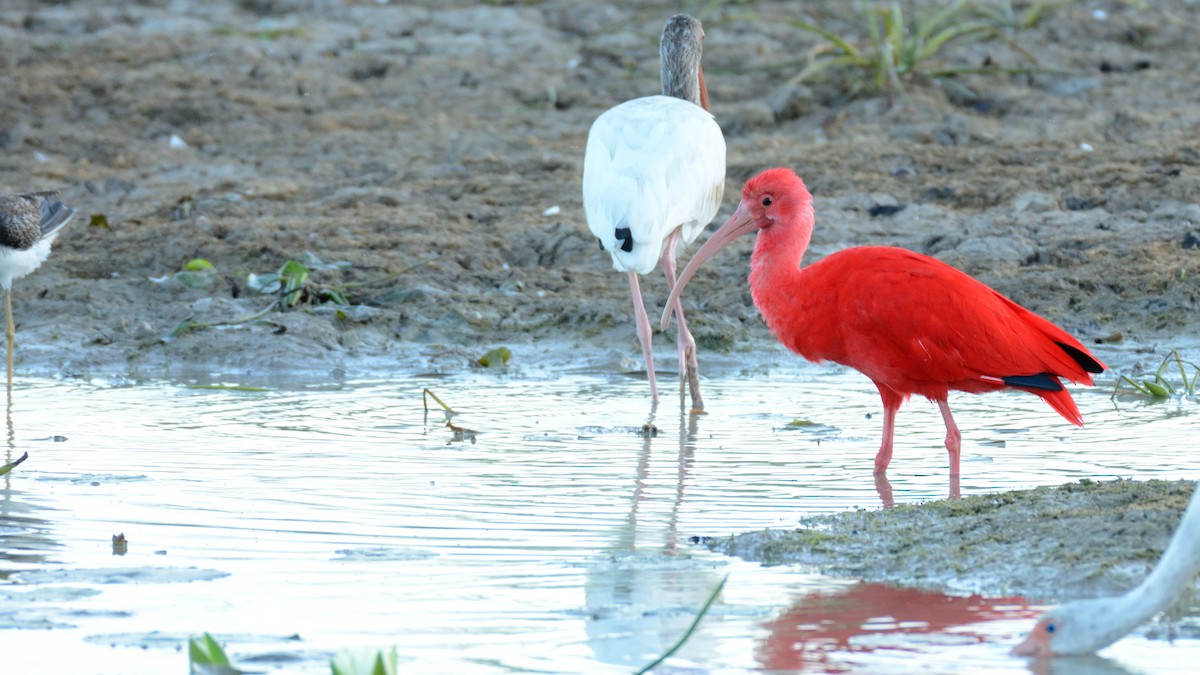 Scarlet Ibis - Miguel Aguilar @birdnomad