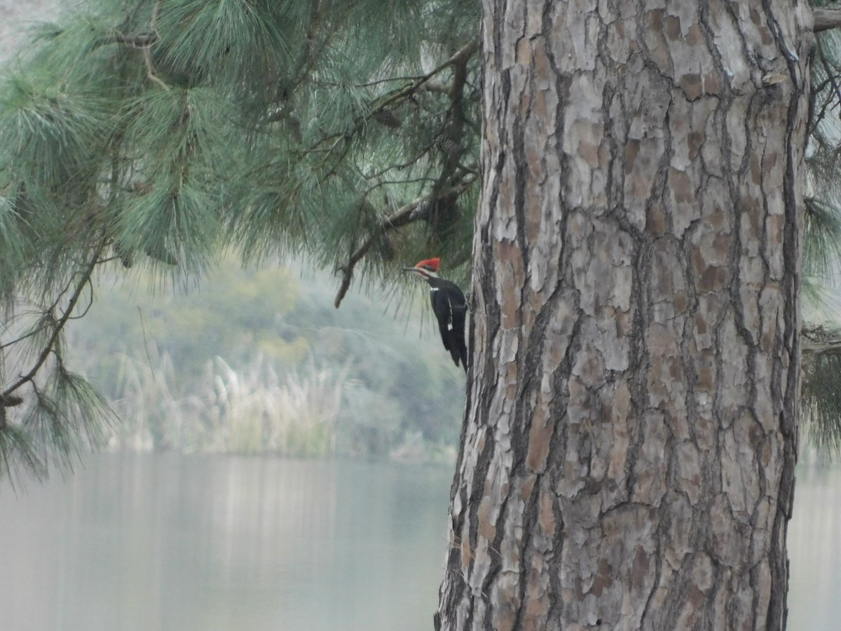 Pileated Woodpecker - ML215918711
