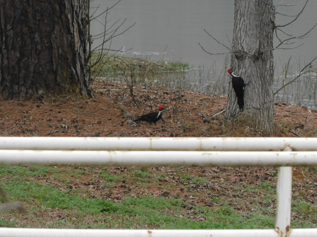 Pileated Woodpecker - ML215918741
