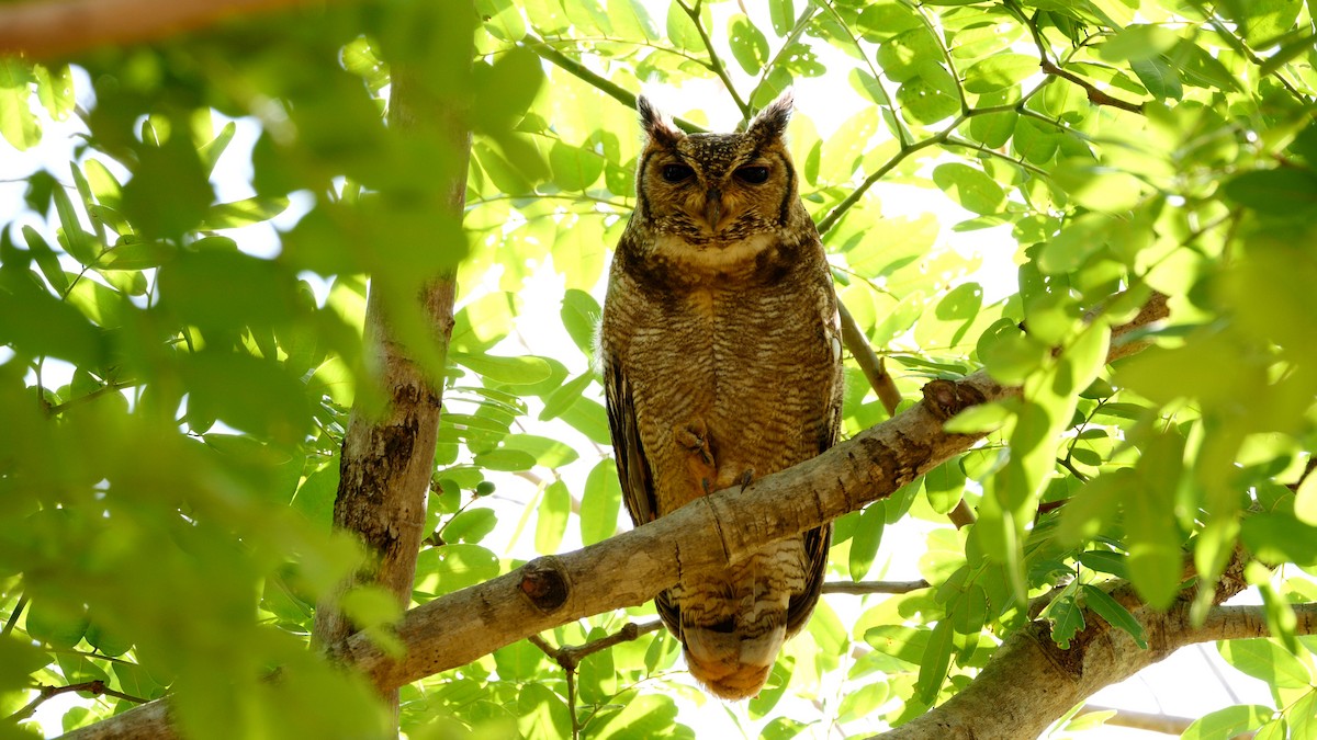 Grayish Eagle-Owl - ML215919941