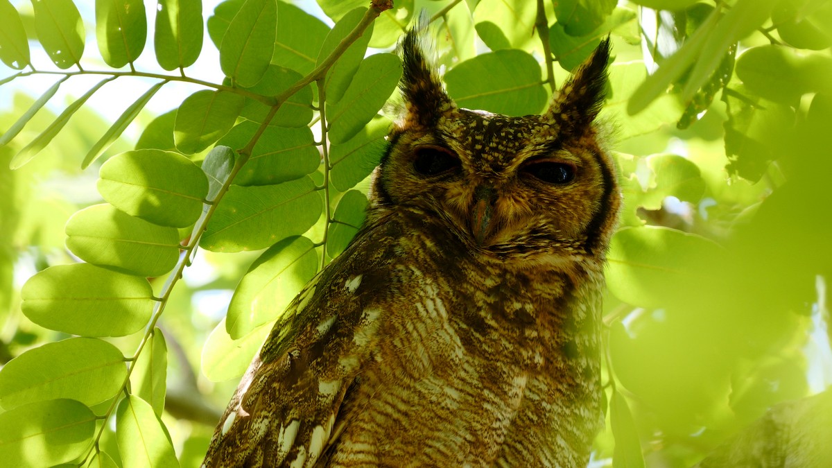 Grayish Eagle-Owl - ML215919951