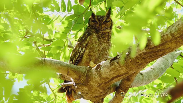 Grayish Eagle-Owl - ML215920021