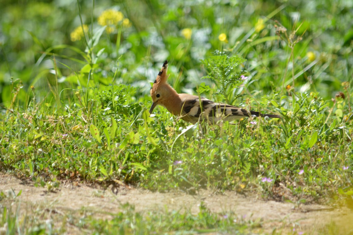 Eurasian Hoopoe - ML215920151