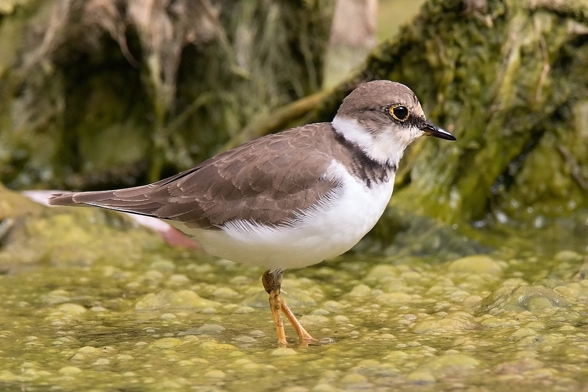 Little Ringed Plover - ML215920271